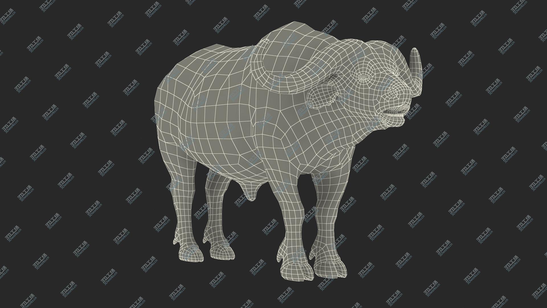 images/goods_img/202104093/3D Syncerus Caffer African Buffalo with Fur/3.jpg